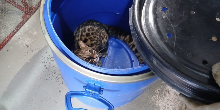 VÍDEO: menor felino selvagem do Brasil é capturado após entrar em imóvel em Jundiaí