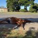 Cavalo morre atropelado por moto em rodovia de Piracicaba; caso é o 2º em menos de 24 horas